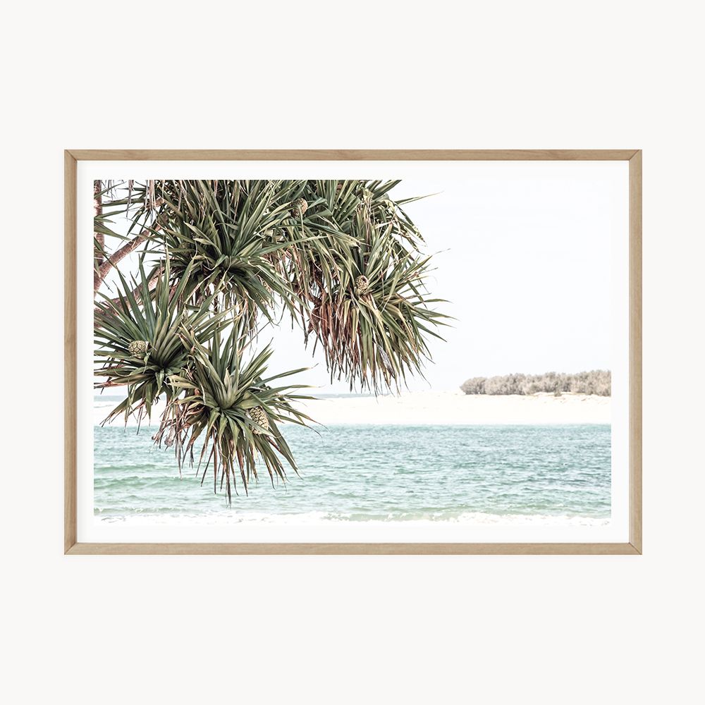 coastal pandanus palm