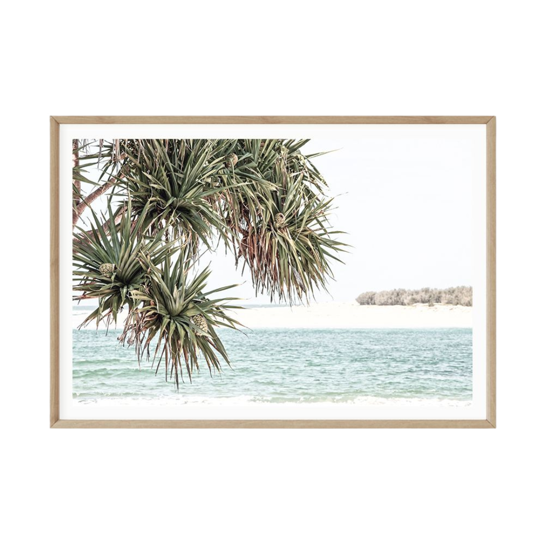 coastal pandanus palm